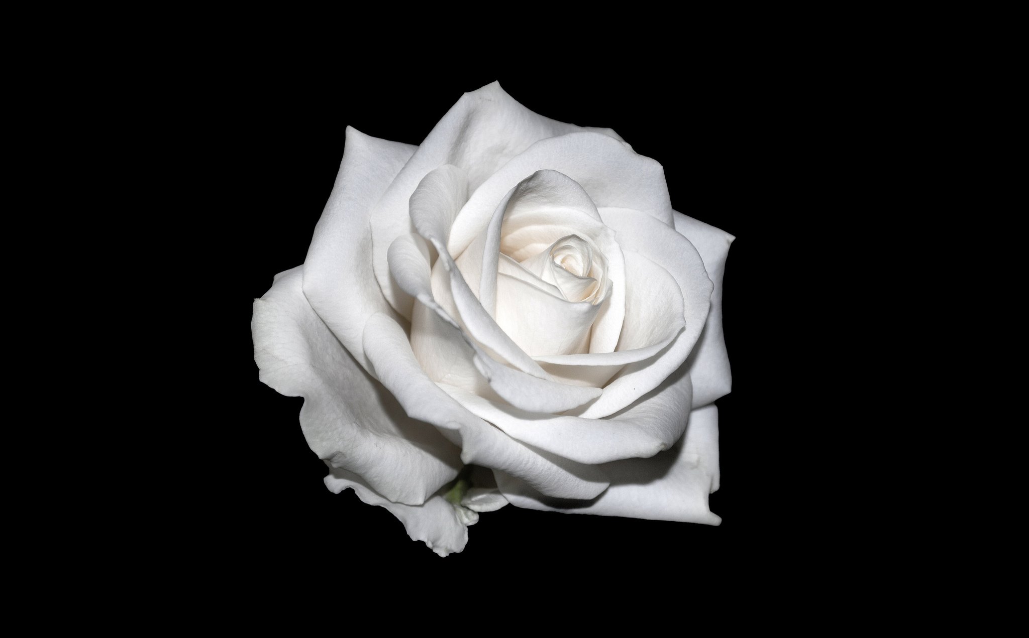 White Rose on Black Background