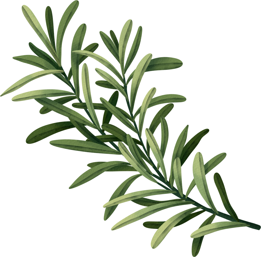 Hand Drawn watercolor rosemary leaves